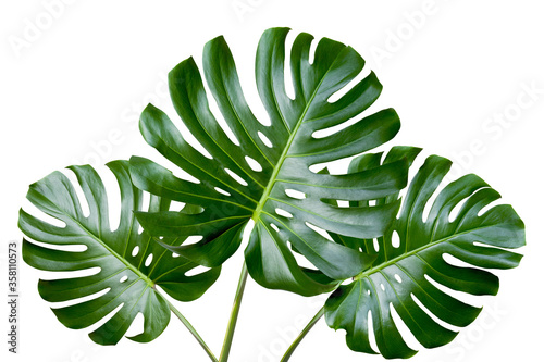 Tropical leaves monstera on white background. Object with clipping path