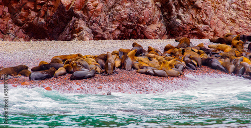 Peruvian sea lions of the Ballestas Islands