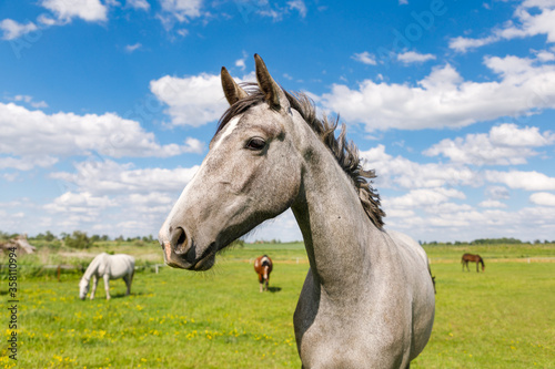 Portrait of the grey horse on the pasture in the summertime