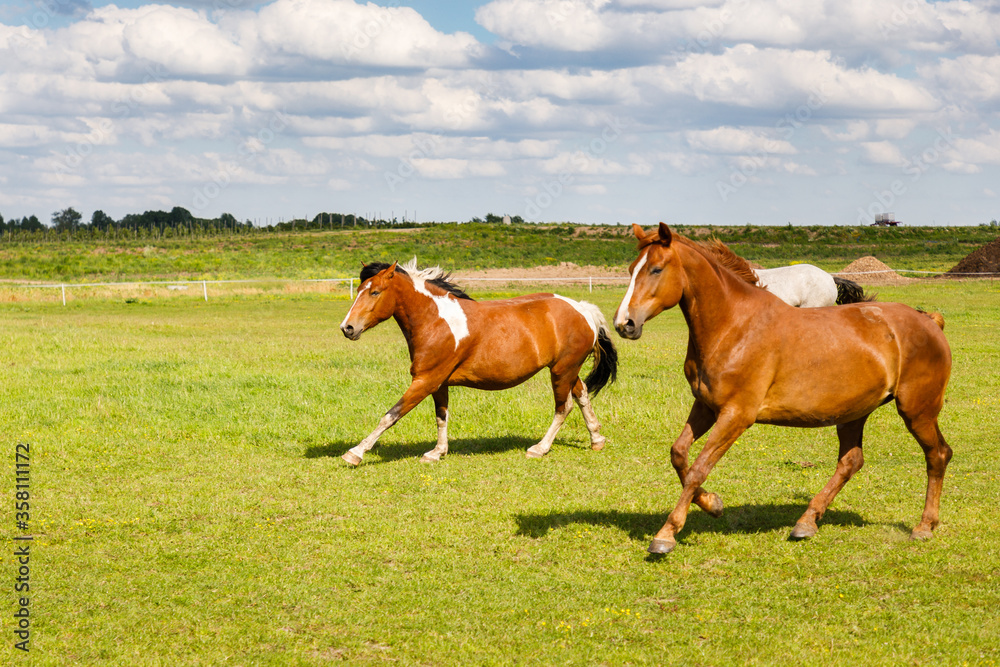 Obraz premium Herd of horses is running on the pasture in the summertime