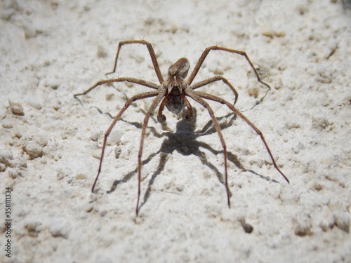 the spider carries its cubs