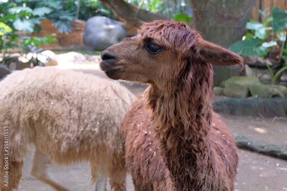 Fototapeta premium llama in the zoo