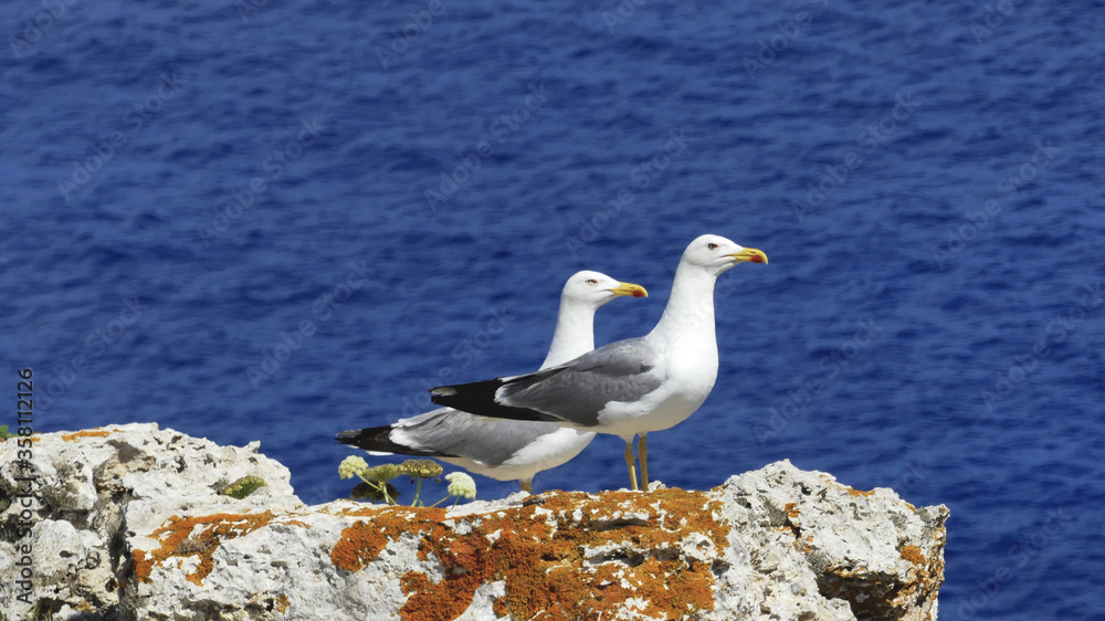 gaviotas gaviotas