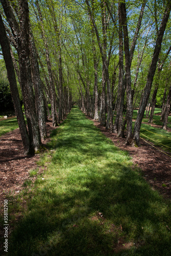 Path surrounded by trees