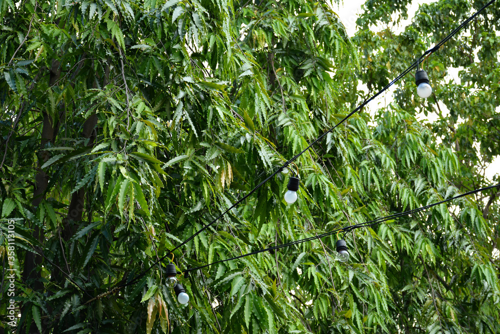 Green leaves covered at outdoor park in Quezon City, Philippines Green leaves covered at outdoor park in Quezon City, Philippines