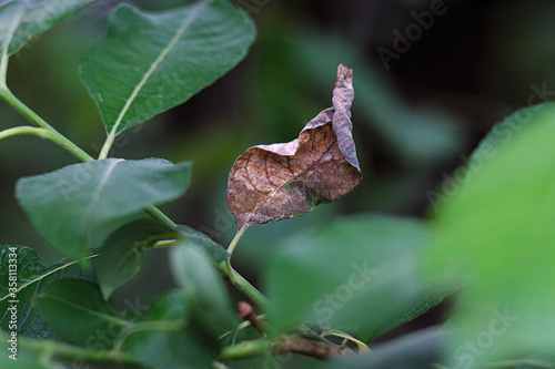 first dry leaf in summer