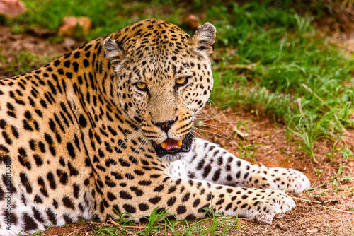 It s Leopard close up at the Naankuse Wildlife Sanctuary  Namibia  Africa