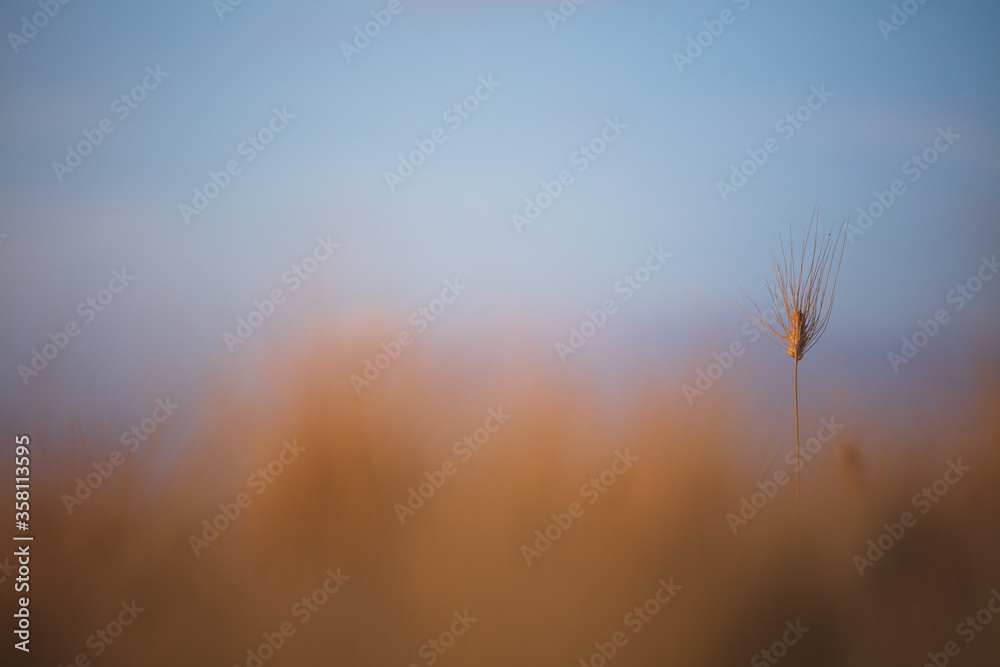 Obraz premium An ear of corn in a wheat field during a sunny day. Natural sunset light images