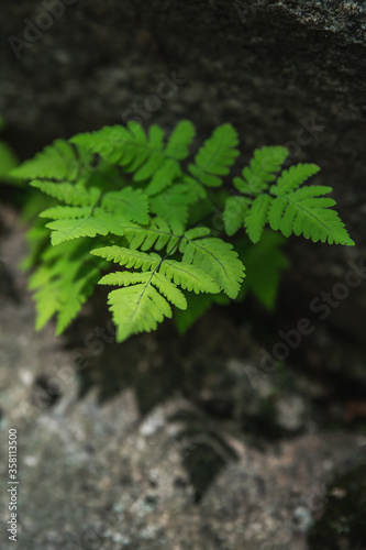 Natural background and wallpaper. Young fern grows on a stone in the forest