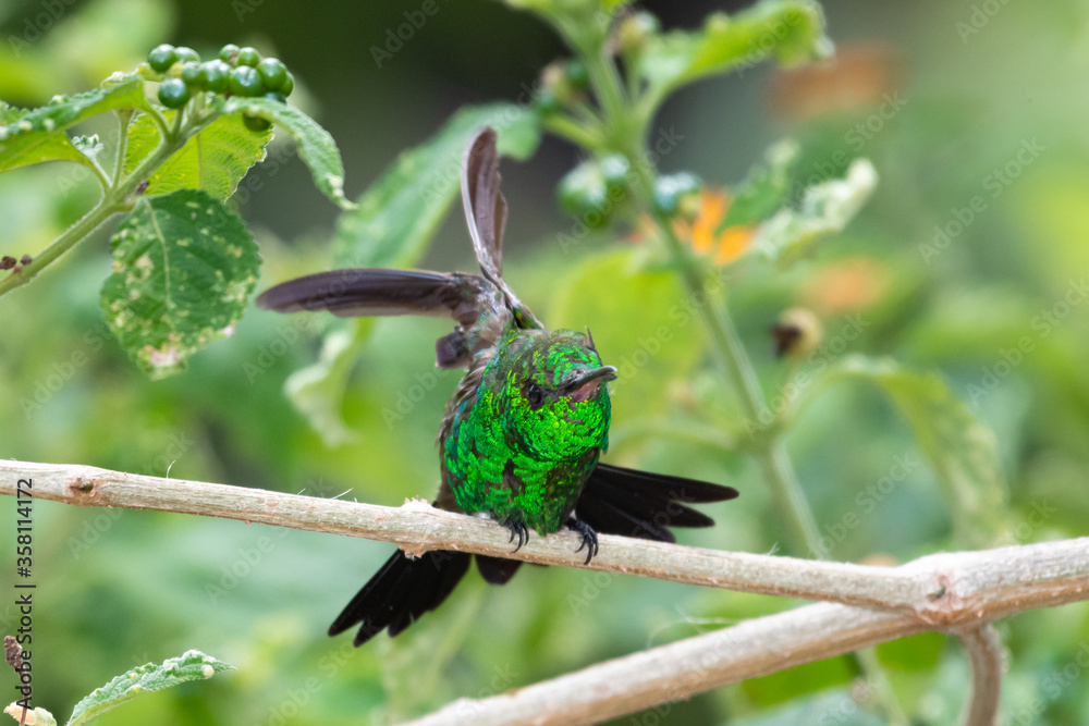 A Copper-rumped hummingbird stretching in a Lantana patch in a tropical garden. A Copper-rumped hummingbird stretching in a Lantana patch in a tropical garden.