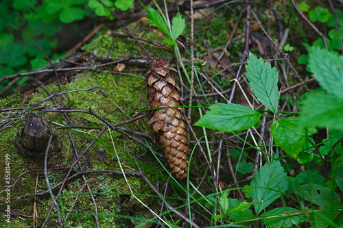 a fir cone on a mossy log