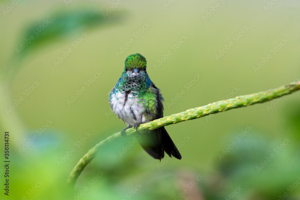 Obraz premium A juvenile Blue-chinned Sapphire hummingbird looking intently at the camera. A hummingbird with a natural background. A green and white bird perching on a plant with a smooth background. 