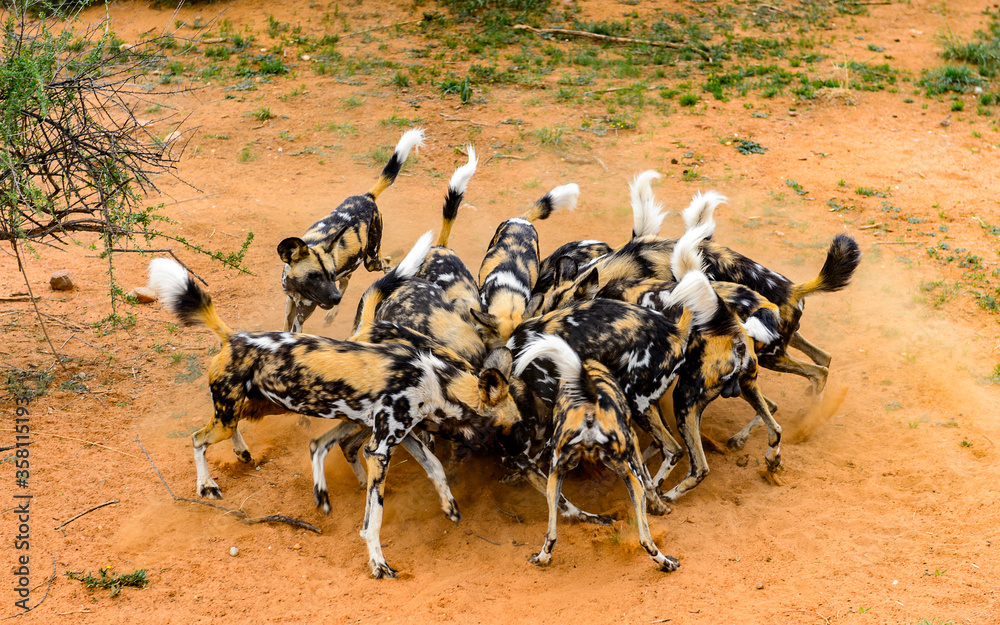 Obraz premium It's Wild Dogs foght for a piece of meat at the Lioness portrait at the Naankuse Wildlife Sanctuary, Namibia, Africa