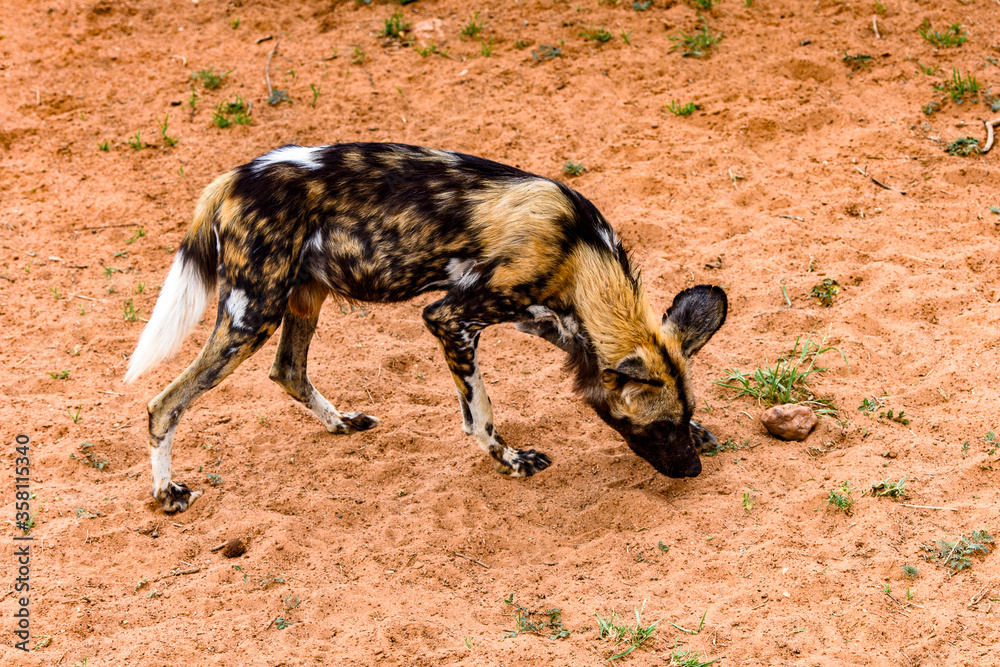 It's Wild Dog at the Lioness portrait at the Naankuse Wildlife Sanctuary, Namibia, Africa It's Wild Dog at the Lioness portrait at the Naankuse Wildlife Sanctuary, Namibia, Africa