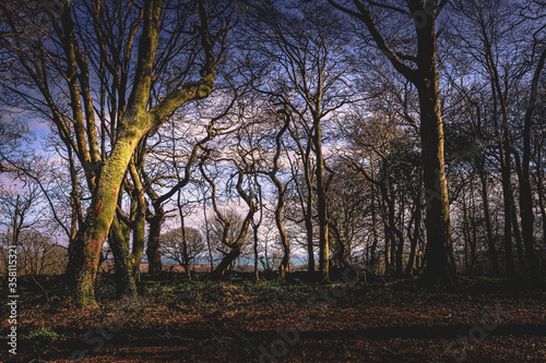 Mawnan Smith bridleway  Cornwall  England