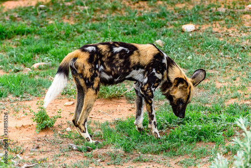 It's Wild Dog at the Lioness portrait at the Naankuse Wildlife Sanctuary, Namibia, Africa