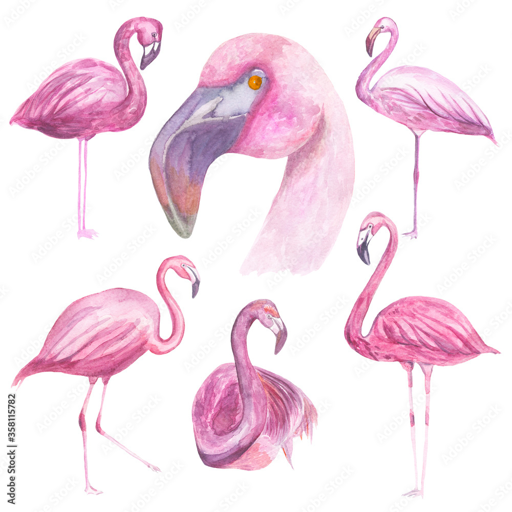 Obraz premium Watercolor illustration Composition of flamingos 