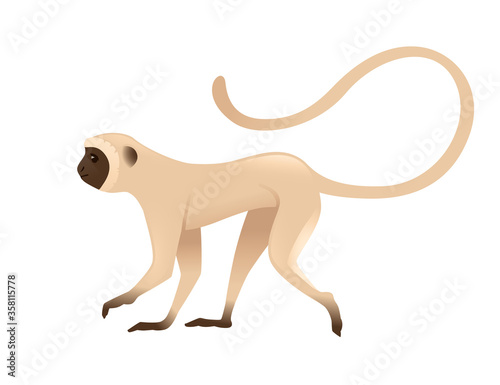 Cute vervet monkey beige monkey with brown face cartoon animal design flat vector illustration isolated on white background