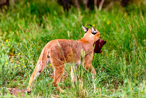 It's Caracal at the Naankuse Wildlife Sanctuary, Namibia, Africa