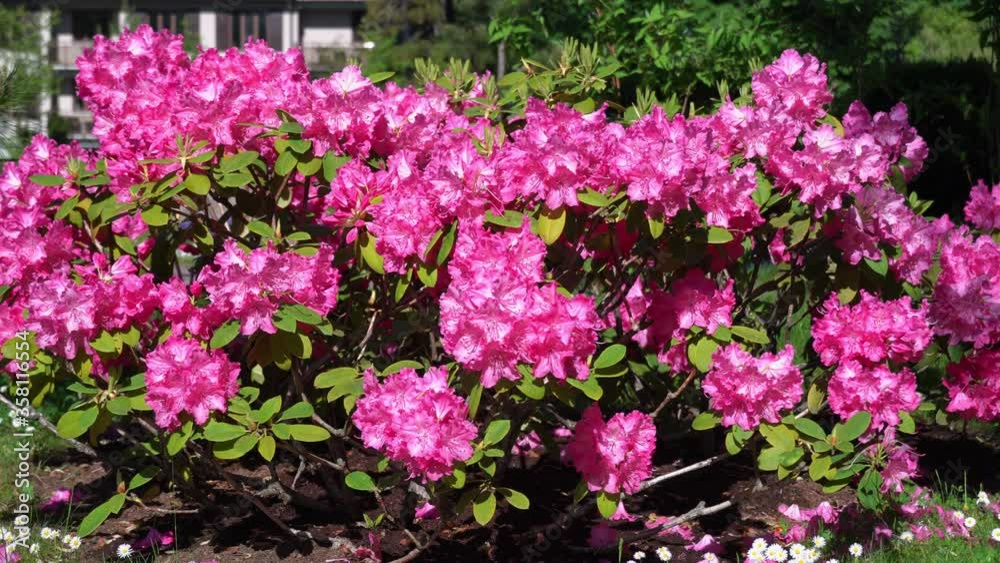 Flowering pink rhododendron in sunny day. pink rhododendrons swaying in the wind. Flowering pink rhododendron in sunny day. pink rhododendrons swaying in the wind.