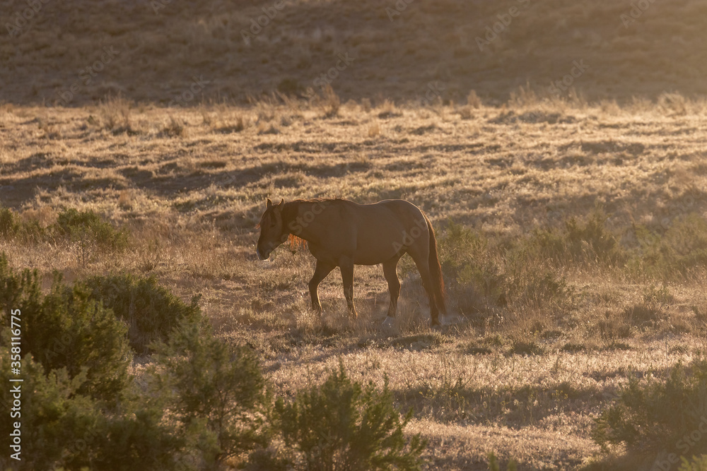 Fototapeta premium Wild Horses at Susnet int he Utah Desert
