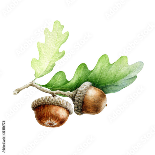 Acorn with oak leaves watercolor illustration. Hand drawn realistic oak tree brown nut with green leaf. Acorn macro forest and park tree element image. Isolated on white background