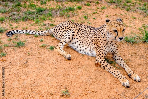 It's Cheetah close view at the Naankuse Wildlife Sanctuary, Namibia, Africa