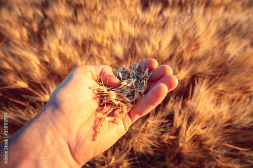 A young man's hand touching some ear of corns in a wheat field. Young boy in a concettual scene