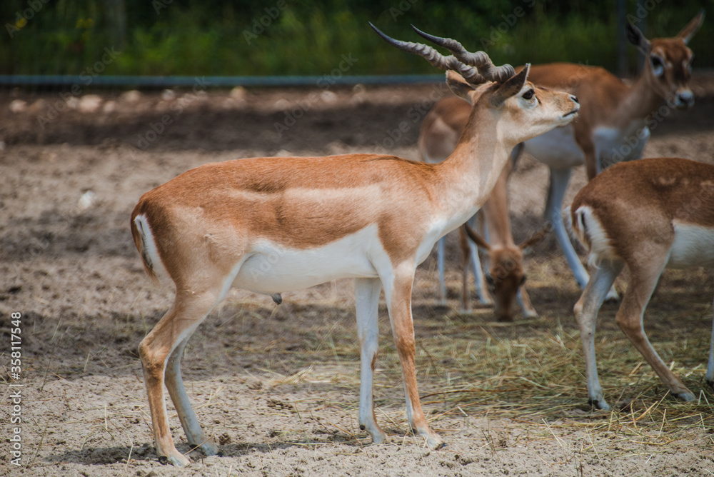 Little deer animals with hornes