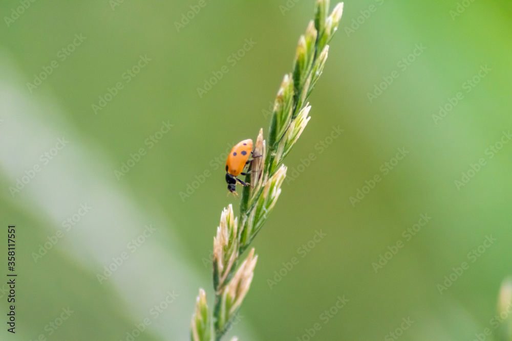 Obraz premium Cute little ladybug with red wings and black dotted hunting for plant louses as biological pest control and natural insecticide for organic farming with natural enemies reduces agriculture pesticides