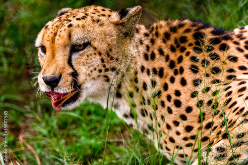 It's Cheetah at the Naankuse Wildlife Sanctuary, Namibia, Africa