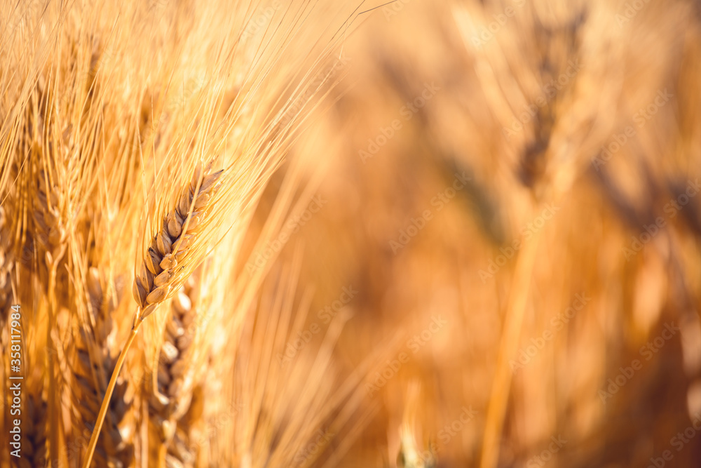 Ripe gold wheat field moved by the wind during a sunny day. Natural imagesof ear of corns Ripe gold wheat field moved by the wind during a sunny day. Natural imagesof ear of corns