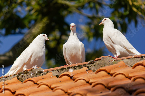 Three white pigeons (Columba livia domestica) sitting on a rooftop in the sun