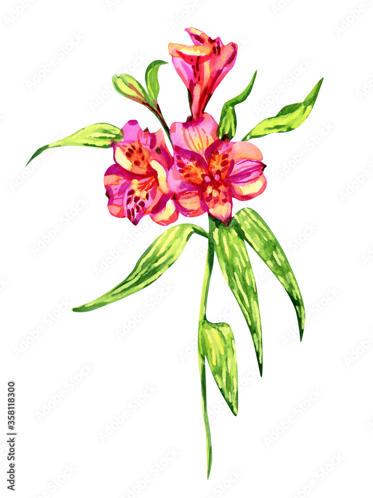 watercolor botanical alstroemeria flower illustration isolated on white