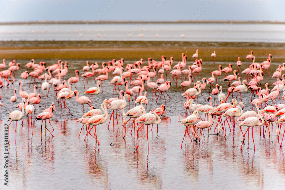 Fototapeta premium It's Flock of pink flamingos