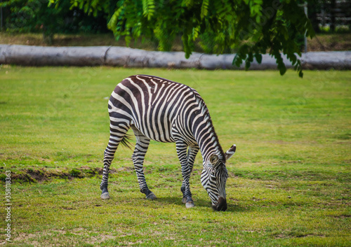 The zebra grazes on the grass