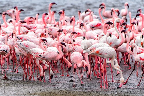 It's Flock of pink flamingos