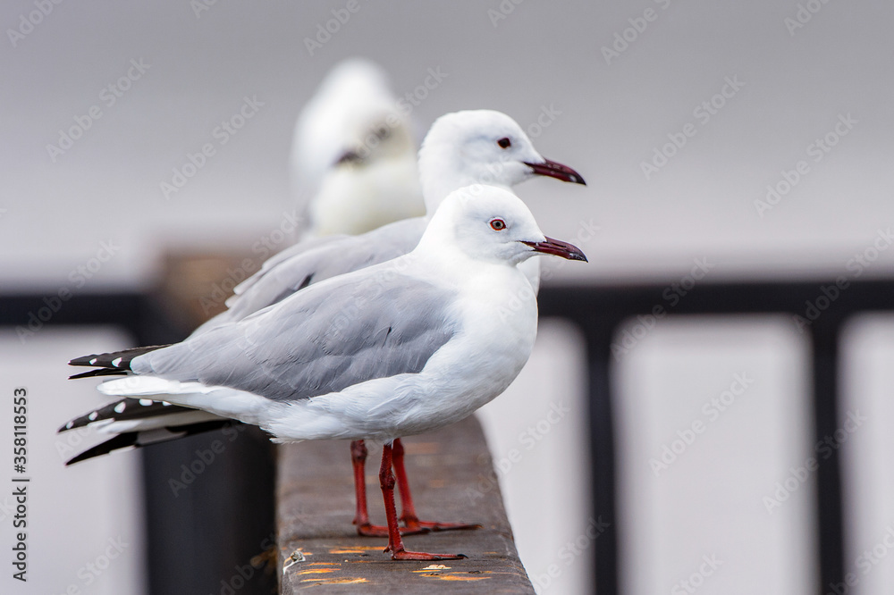 It's Albatross of the Walvis Bay, Namibia It's Albatross of the Walvis Bay, Namibia