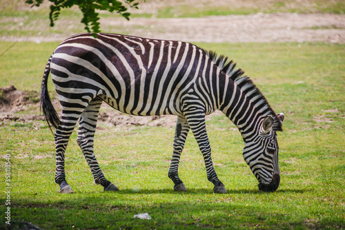 The zebra grazes on the grass