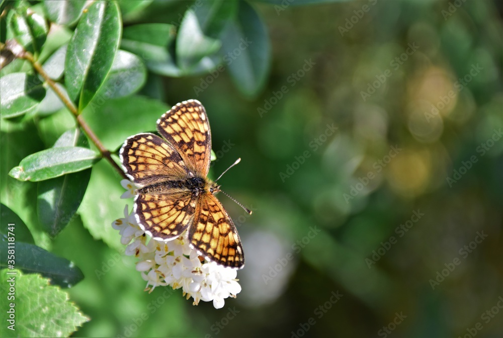 Obraz premium butterfly on a flower