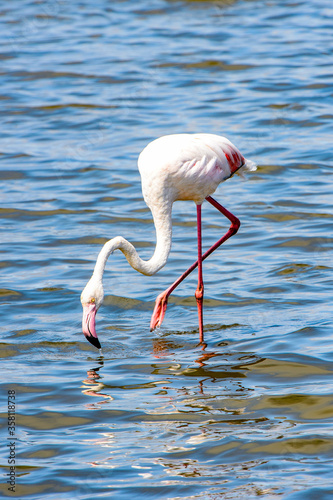 It's Pink flamingo in the water