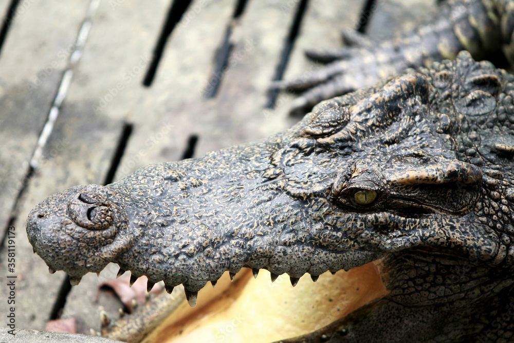 Fototapeta premium The big crocodile in the farm