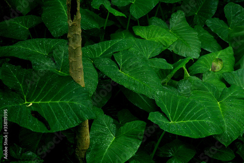 colocasia esculenta, colocasia antiquorum schott leaves