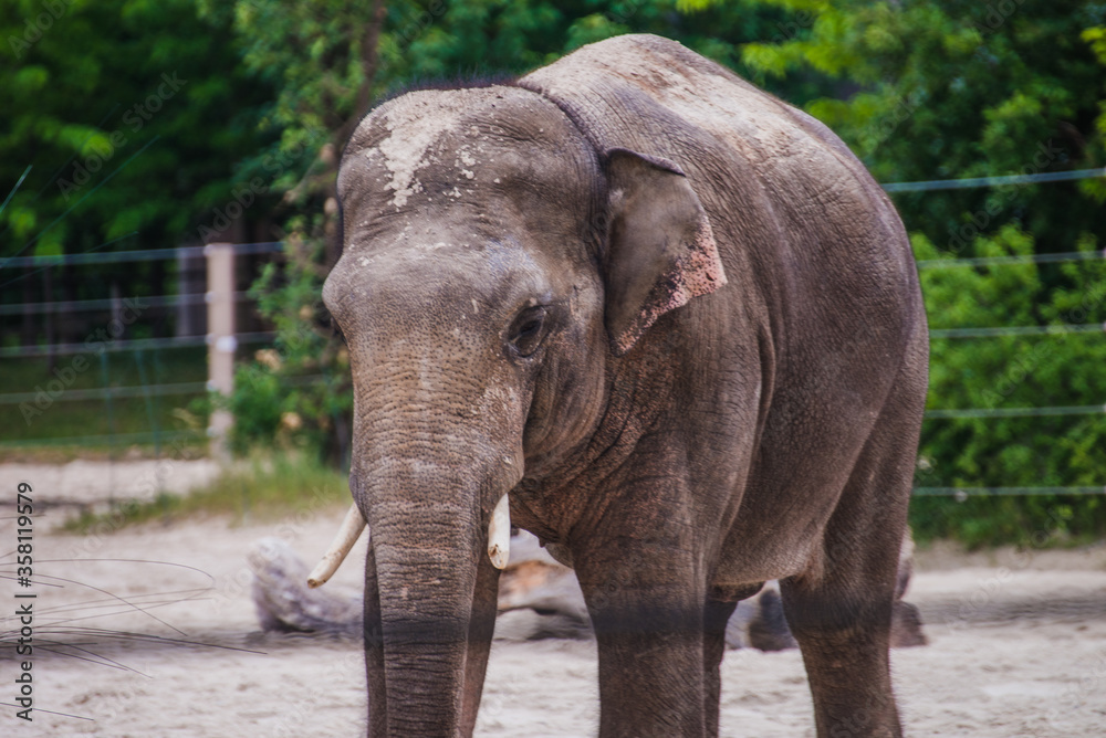 Asian elephant is walking in the cage Asian elephant is walking in the cage