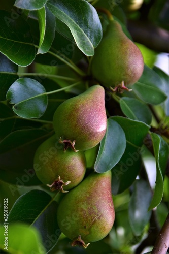 pear on a tree