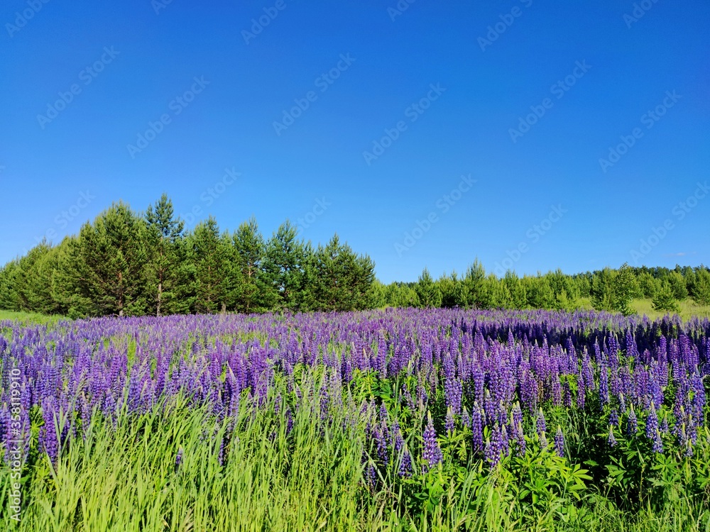 beautiful meadow with blooming purple lupins on a background of green trees and blue sky on a sunny day beautiful meadow with blooming purple lupins on a background of green trees and blue sky on a sunny day