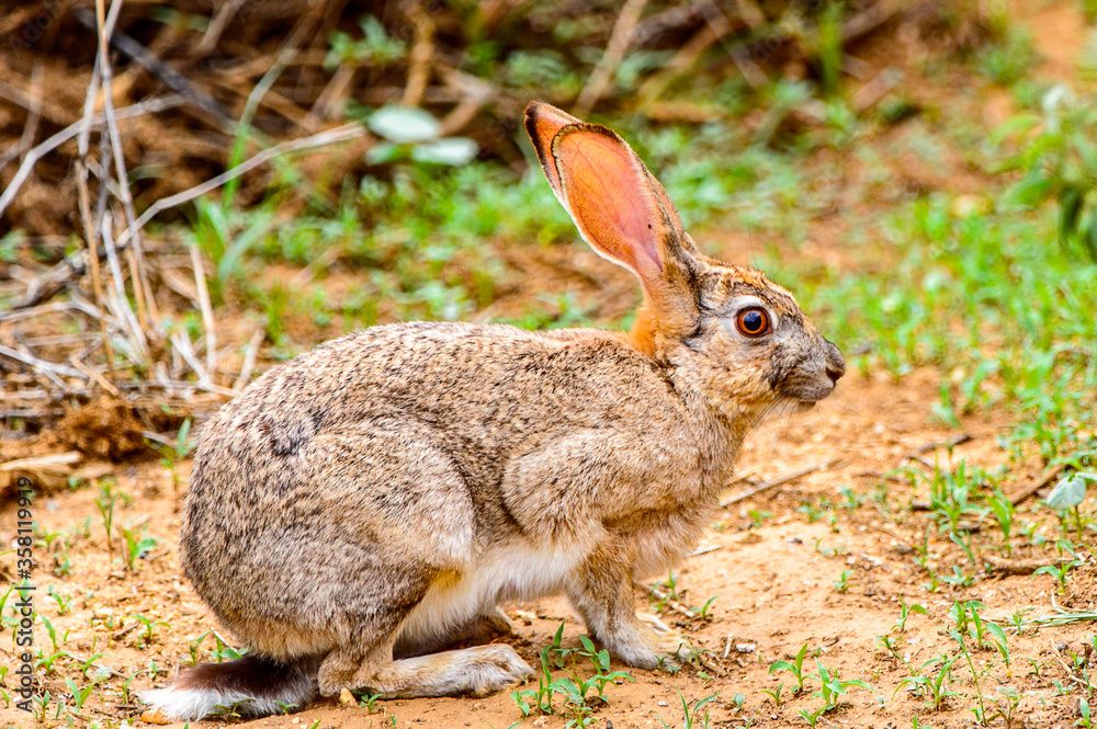 It's Brown hare on the grass It's Brown hare on the grass
