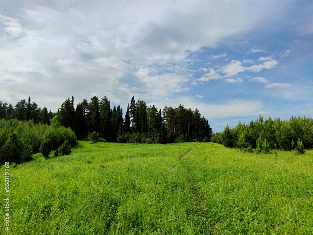 path to the forest through a clearing with green grass against a blue cloudy sky path to the forest through a clearing with green grass against a blue cloudy sky