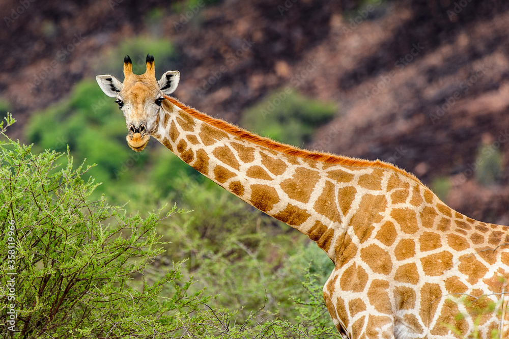 It's Giraffe in the Erindi Private Game Reserve, Namibia It's Giraffe in the Erindi Private Game Reserve, Namibia