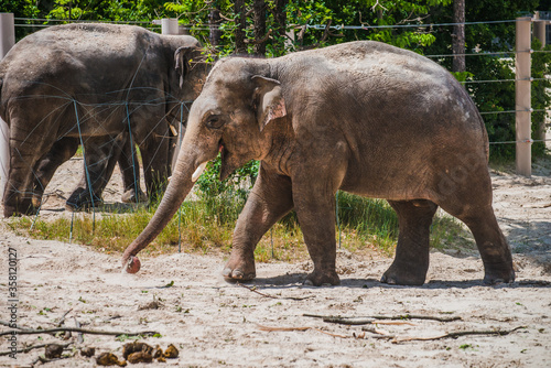 Photography Asian elephants are walking in the cage